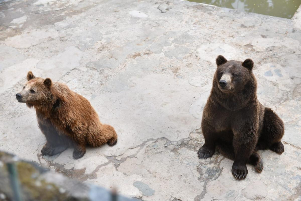 Tras las denuncias por el mal estado de los osos, una comitiva de especialistas del Gobierno recorrió el zoológico de San Pedro