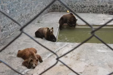 Zoológico en San Pedro de Colalao: “Educar niños viendo animales tras las rejas es retrógrado”