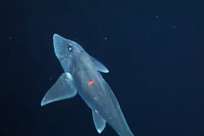 Lo tiburones acechan en la pantalla chica