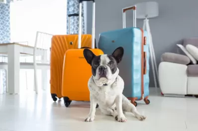 ¿Viajás a la playa con tu mascota? Siete cuidados que debés tener en cuenta