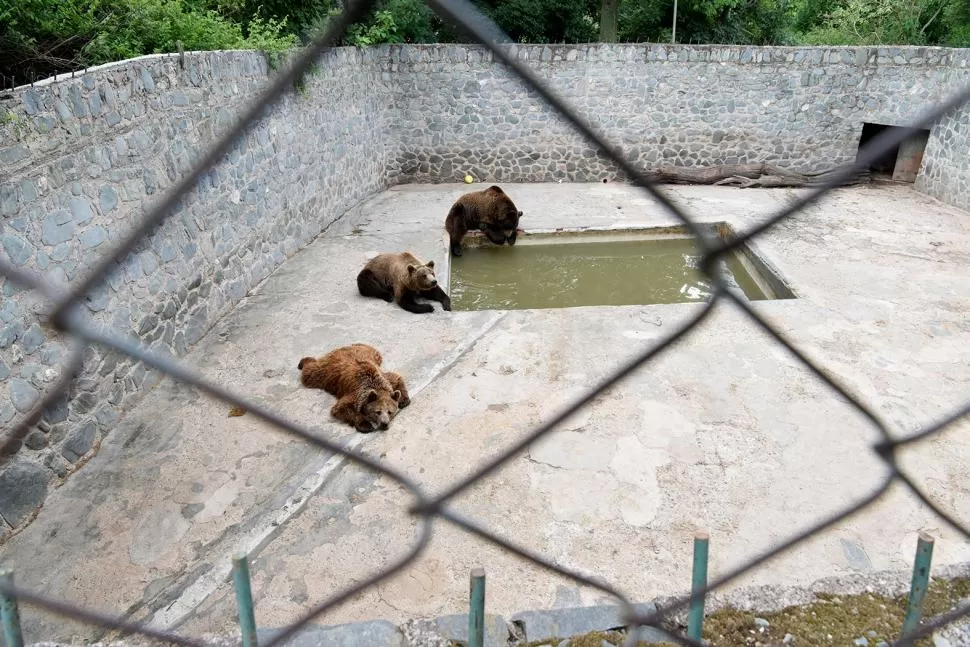 RECOMENDACIÓN. Juliá dijo que se pueden mejorar las condiciones de vida de los osos si se hacen inversiones. LA GACETA / FOTO DE franco vera