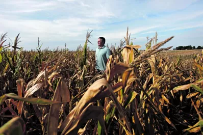 Los granos de la provincia miran el cielo y cruzan los dedos