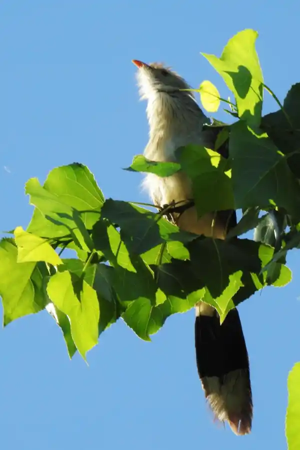 MACHILO O PIRINCHO (GÜIRA GÜIRA). Va en grupos y se alimenta de ranas, pequeños pájaros y pequeños mamíferos como los ratones.