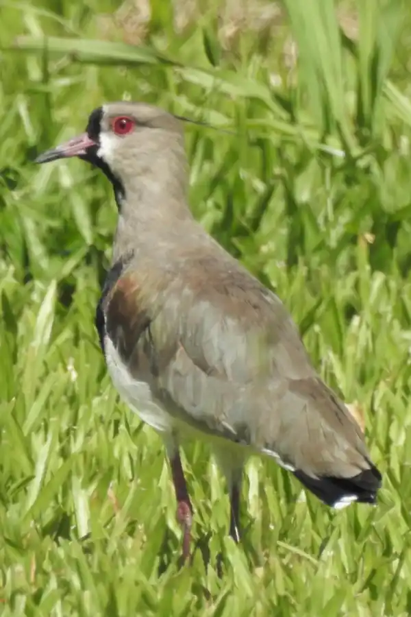 TERO (VANELLUS CHILENSIS). Es el ave nacional del Uruguay. Muy territorial, con pico y ojos rojos, llega a los 35 cm y 400 gramos de peso.