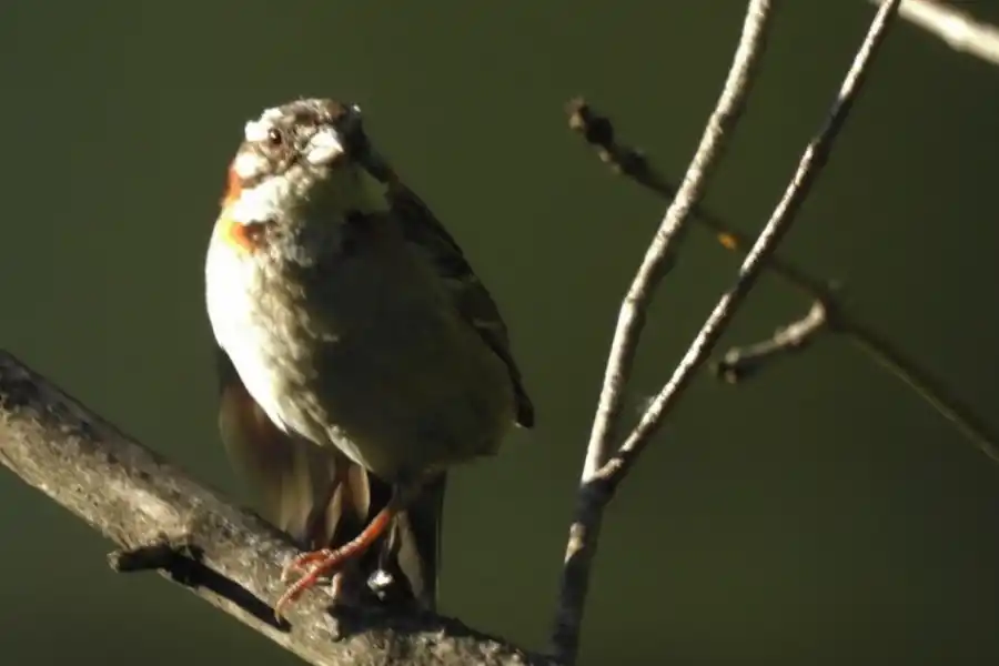 CHINGOLO (ZONOTRICHIA CAPENSIS). Solitario salvo en época de apareamiento, mide entre 13 y 15 cm y tiene un copete con rayas negras.