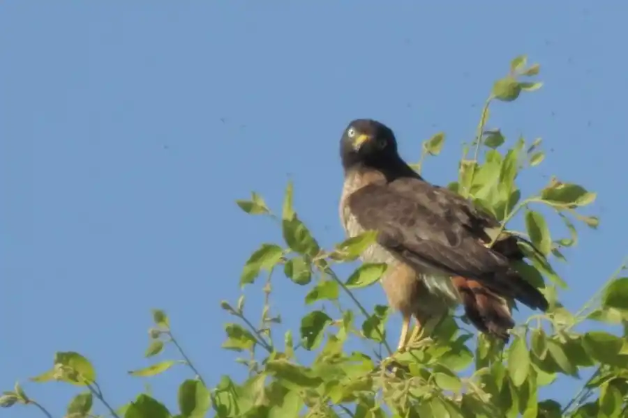 TAGUATÓ (PUPORNIS MAGNIROSTRIS). La hembra llega hasta los 41 cm (cuatro cm más que el macho) y se los ubica en árboles o postes.