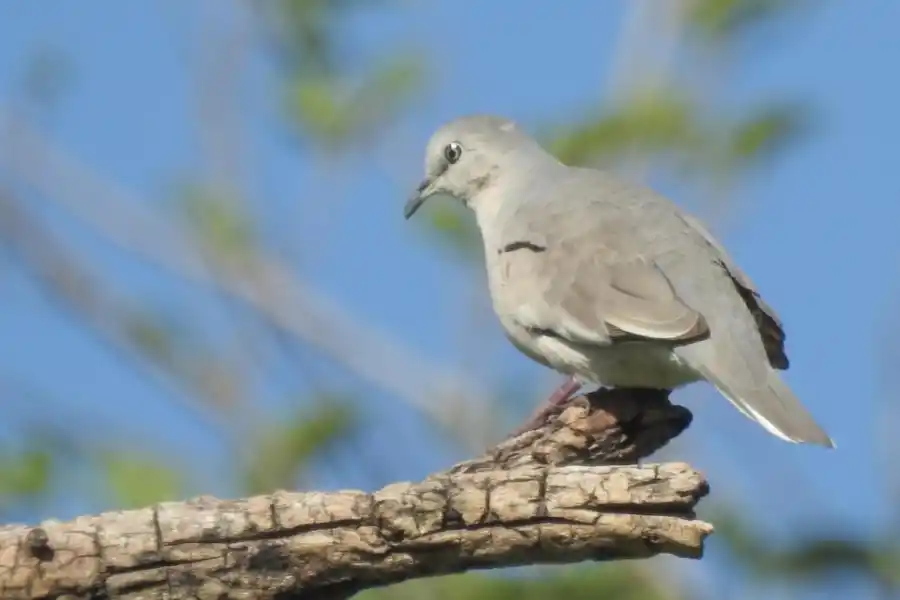 TORCACITA PICUÍ (COLUMBINA PICUI). Posee patas muy cortas, de color rosado, un pico pequeño negro y una cola corta en sus 18 cm.