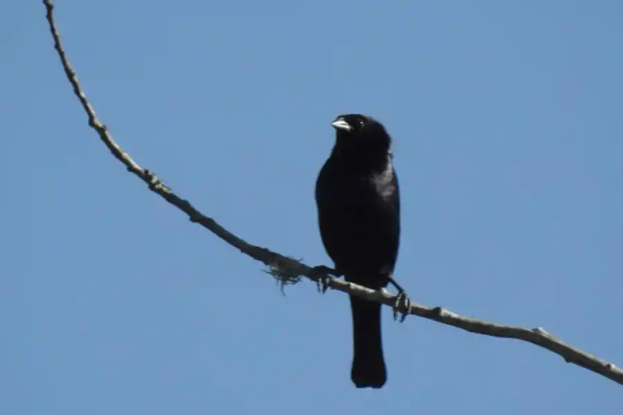 TORDO RENEGRIDO (MOLOTHRUS BONARIENSIS). Comen semillas e insectos y su tamaño es de unso 20 cm.