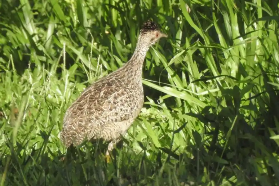 INAMBÚ CAMPESTRE (NOTHURA MACULOSA). Llega a medir 26 cm y a pesar 350 gramos. Es herbívora e insectívora .