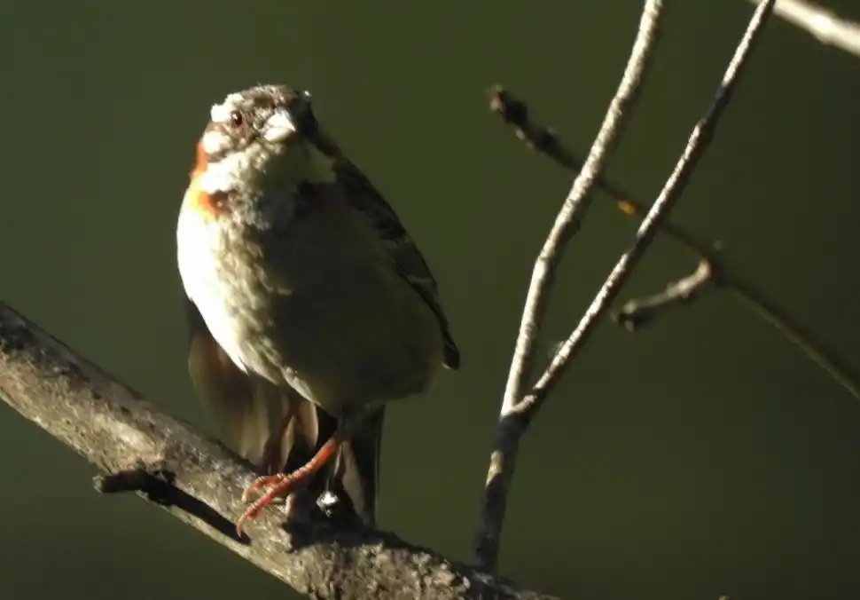 CHINGOLO (ZONOTRICHIA CAPENSIS). Solitario salvo en época de apareamiento, mide entre 13 y 15 cm y tiene un copete con rayas negras.