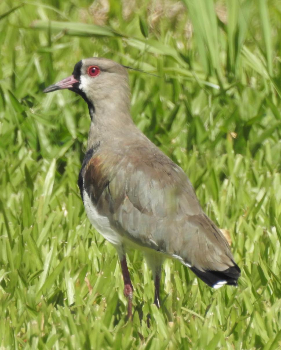 TERO (VANELLUS CHILENSIS). Es el ave nacional del Uruguay. Muy territorial, con pico y ojos rojos, llega a los 35 cm y 400 gramos de peso.
