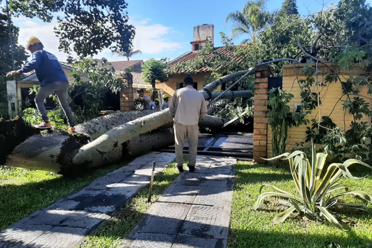 YERBA BUENA. Un árbol destruyó el portón de una vivienda; no hubo heridos.
