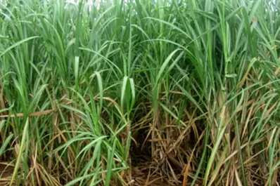 Cañeros de Salta y Jujuy advierten de una fuerte caída en la producción por la sequía