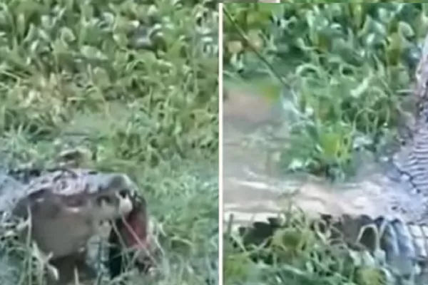 La aparición de un caimán causó sorpresa y pánico en Jujuy