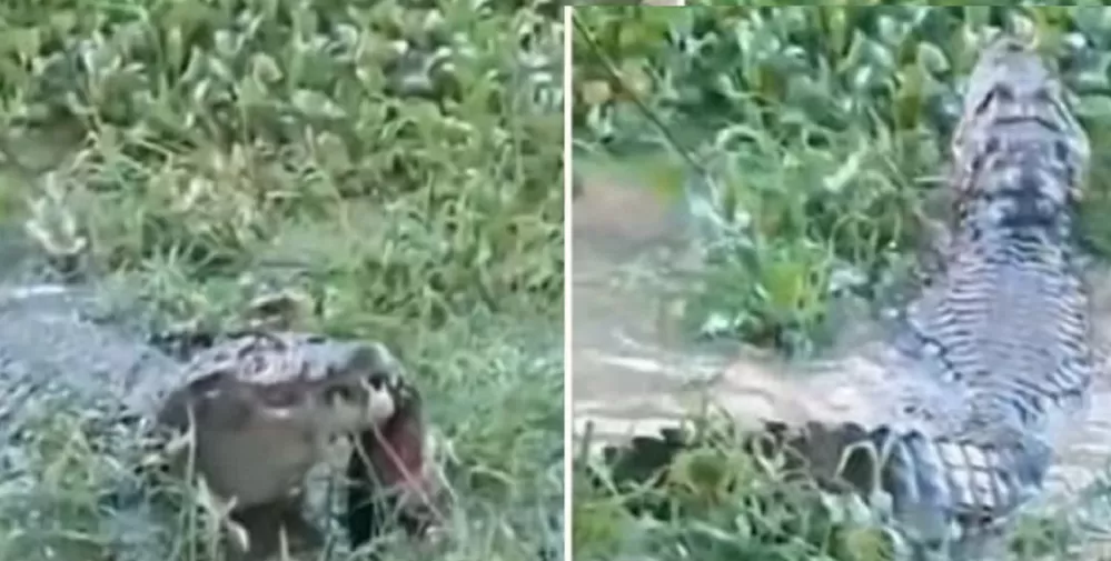 La aparición de un caimán causó sorpresa y pánico en Jujuy