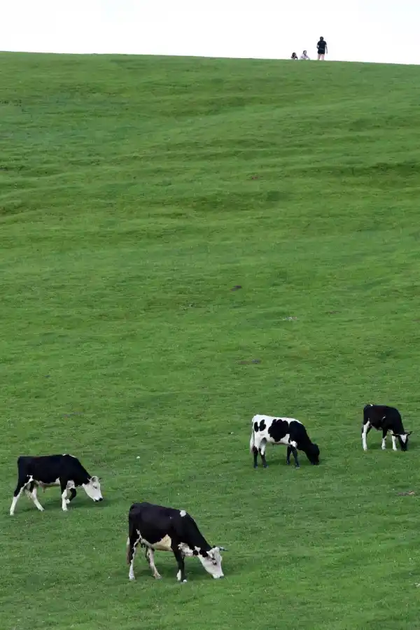 COMO EN UN SUEÑO. Los paseos por los prados tafinistos regalan postales como la que nos muestra esta foto.