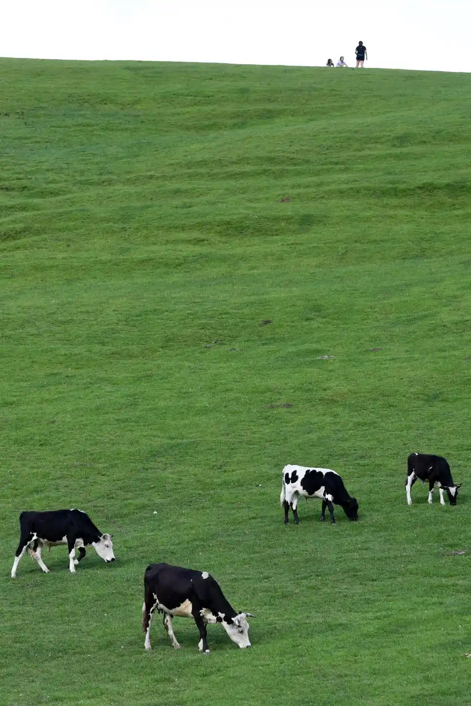 COMO EN UN SUEÑO. Los paseos por los prados tafinistos regalan postales como la que nos muestra esta foto.