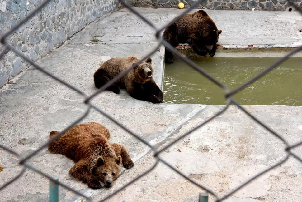 EN CAUTIVERIO. Existe preocupación por los osos de San Pedro. la gaceta / foto de franco vera