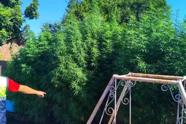 Secuestraron más de 10 plantas de marihuana en un allanamiento