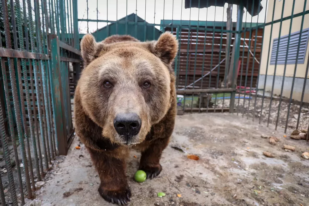 Un oso se sacó 400 selfies