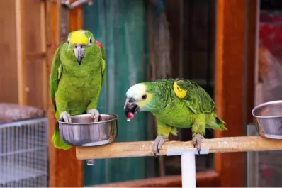 Cuatro personas internadas en Santa Fe por una “gripe” transmitida por loros