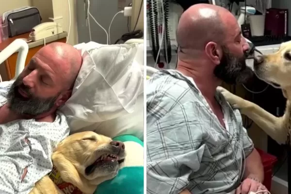 Videos: un perro acompaña todos los días a su dueño internado en un hospital