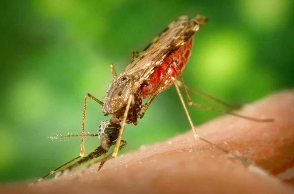 VECTORES. Estas enfermedades tropicales suelen ser causadas por mosquitos, como es el caso del Anofeles, de la imagen, que transmite la malaria. 