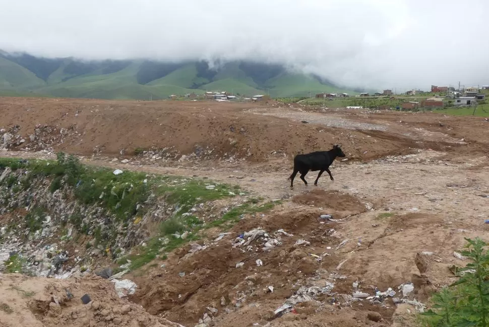 ANIMALES Y ALIMAÑAS. El basural genera diversos inconvenientes. 