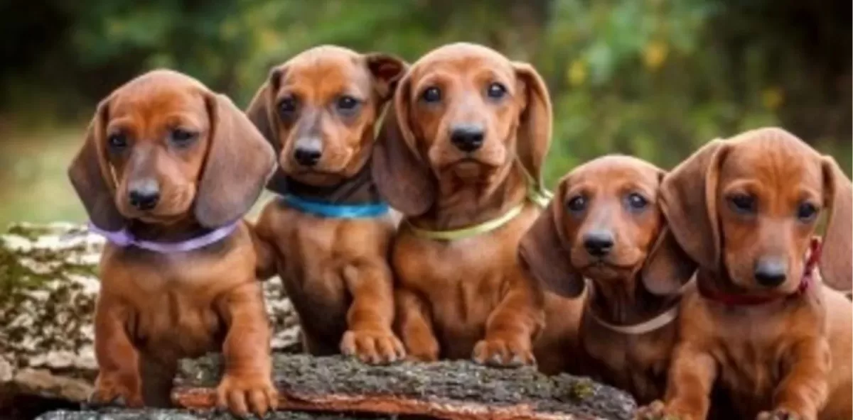 Los Dachshund o perros Salchicha son de los perros más populares en el mundo.