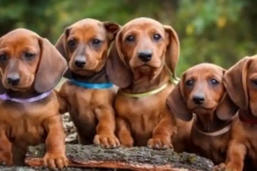Los Dachshund o perros Salchicha son de los perros más populares en el mundo.