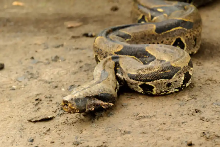 Serpiente Boa Constrictor.