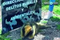 Rescatan a un oso melero en Finca Mayo