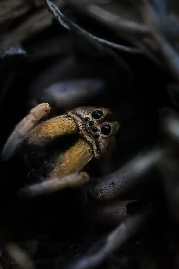 MACROFOTOGRAFÍA. Araña lobo “posando” de cerca para la cámara.