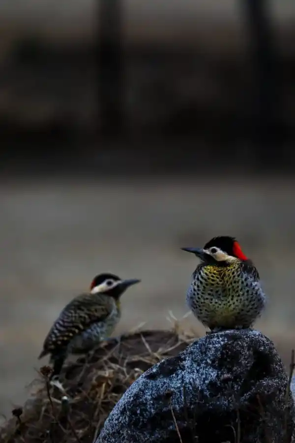 DE PERFIL. Familia de pájaros carpinteros siendo retratados sobre un tronco en su hábitat natural, suelen estar en la zona de Los Castaños.