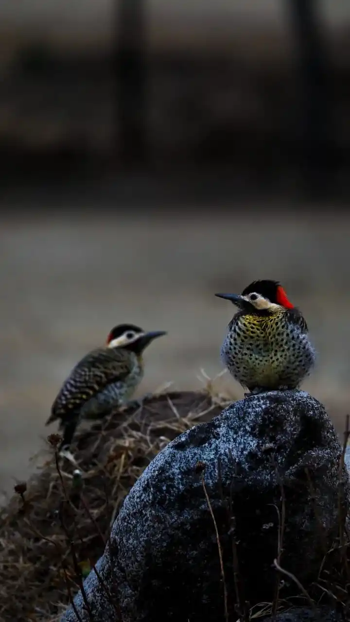 DE PERFIL. Familia de pájaros carpinteros siendo retratados sobre un tronco en su hábitat natural, suelen estar en la zona de Los Castaños.