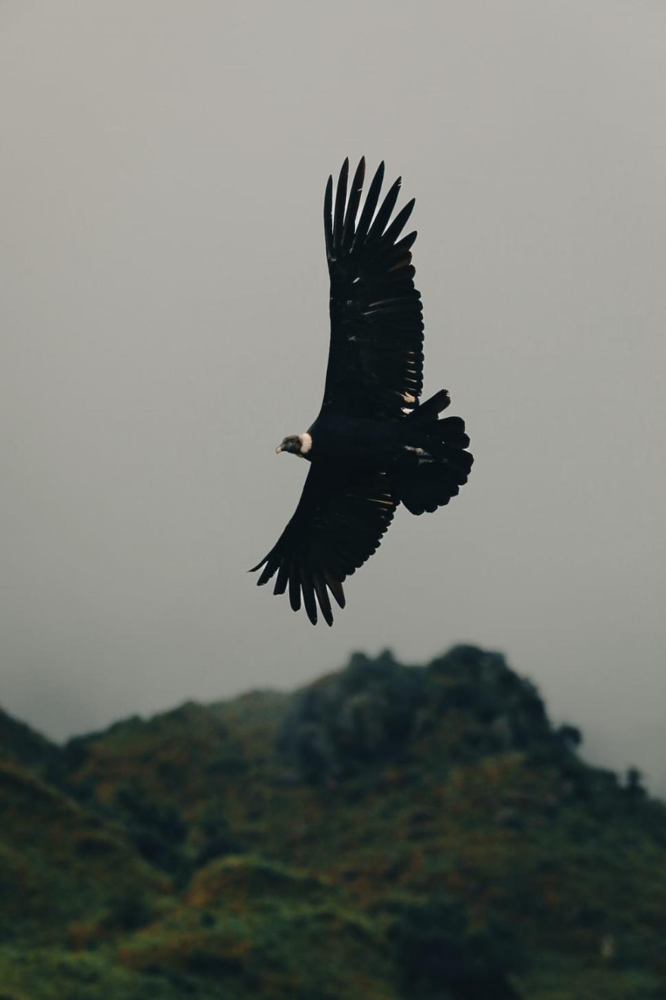 A CORTA DISTANCIA. El cóndor andino macho vuela a la altura de las nubes bajas, abriendo sus imponentes alas sobre los cañones del Cerro Muñoz. 