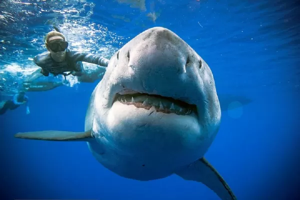 En México, los tiburones están más agresivos: un buzo murió decapitado