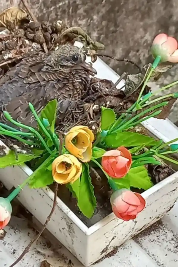El pollito que nació en la ventana de la casa de Fernando Báez Sosa.