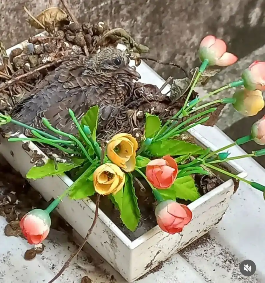 El pollito que nació en la ventana de la casa de Fernando Báez Sosa.