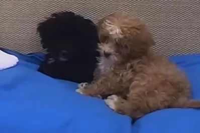 Gran Hermano: ¿qué pasará con los perritos que ingresaron y por qué tendrán que abandonar la casa?