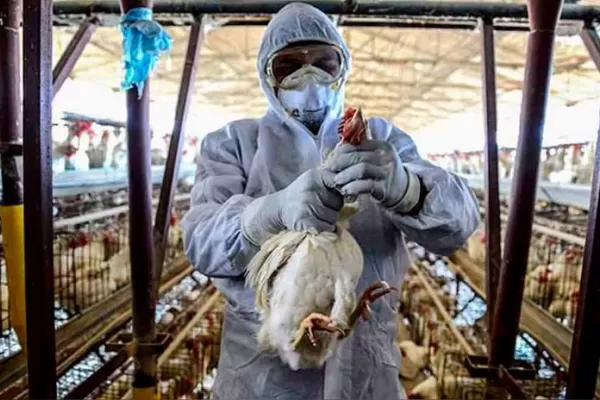 Gripe aviar: no se contagia por comer pollo