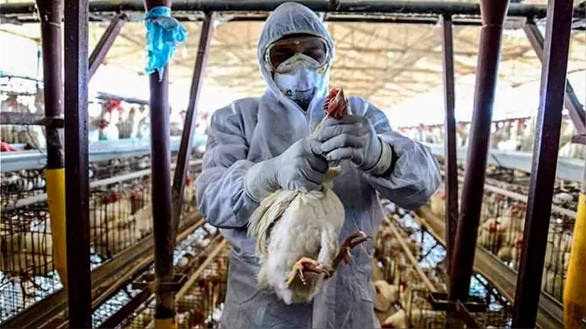 GRIPE AVIAR. El Senasa recomienda incrementar las medidas sanitarias en las granjas avícolas, debido a los contagios provocados por el virus. 