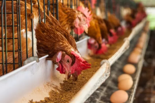 Preocupación por la detección de gripe aviar: cuáles son las medidas de prevención