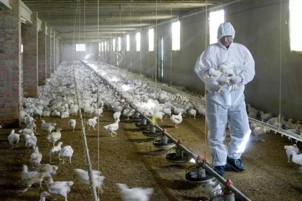 Detectan nuevos casos de de influenza aviar en Córdoba y Salta