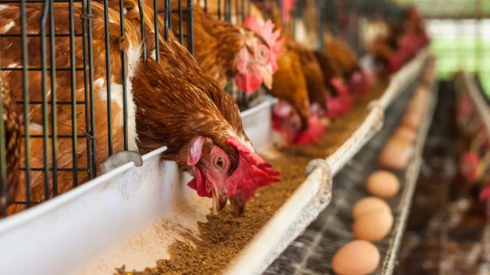 LEYENDA. El Senasa declaro la emergencia sanitaria y pidió al sector que refuerce la bioseguridad de las granjas comerciales y que los entes públicos que realicen el control del transito de aves para evitar su diseminación.  