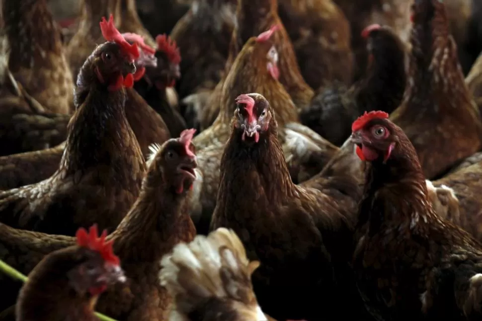 Gripe aviar en Argentina: detectaron casos en Santa Fe