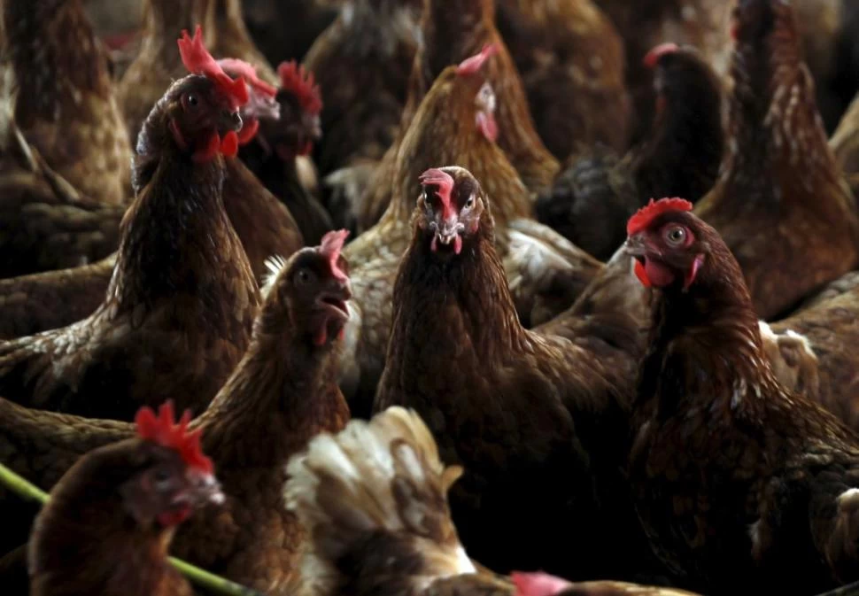 Ya hay un segundo caso de gripe aviar y crece la preocupación