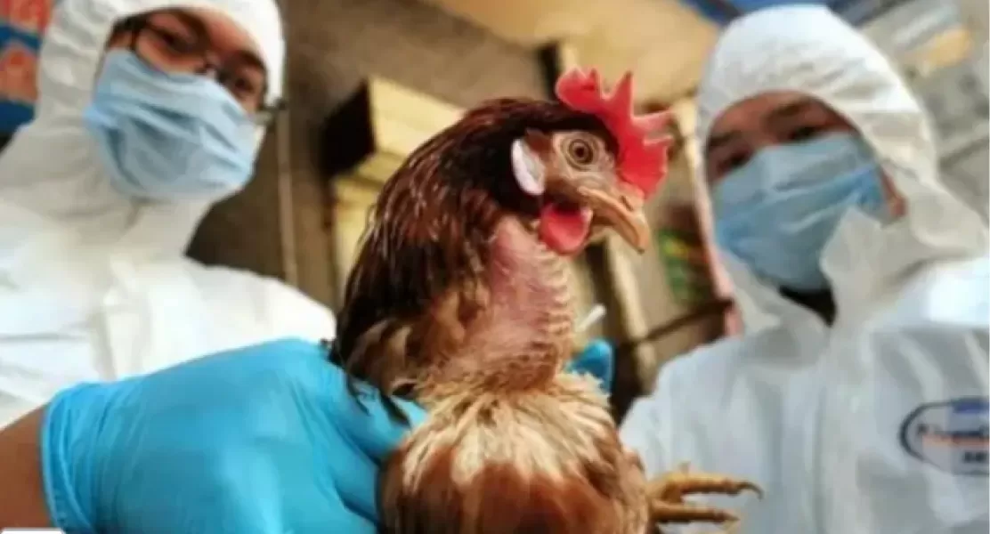 ¿Cuáles son los signos de detección de la gripe aviar?