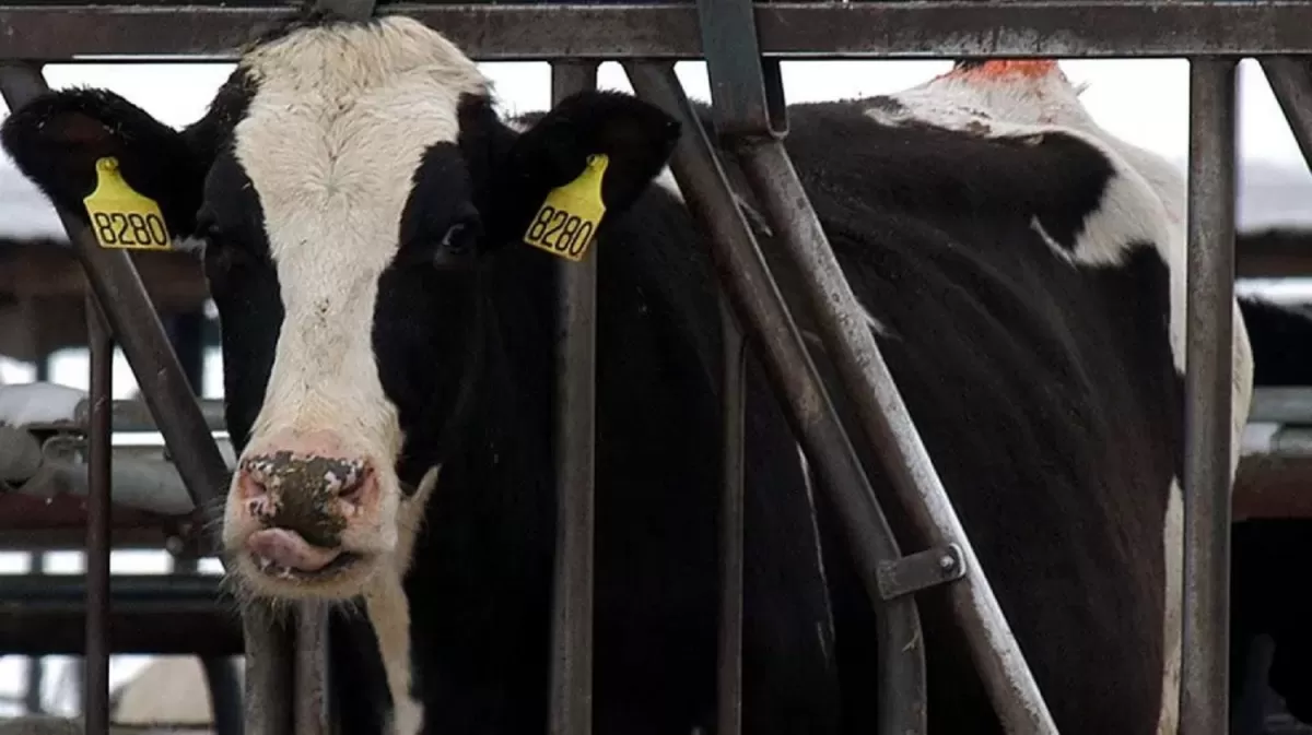 Brasil investiga un presunto caso de vaca loca