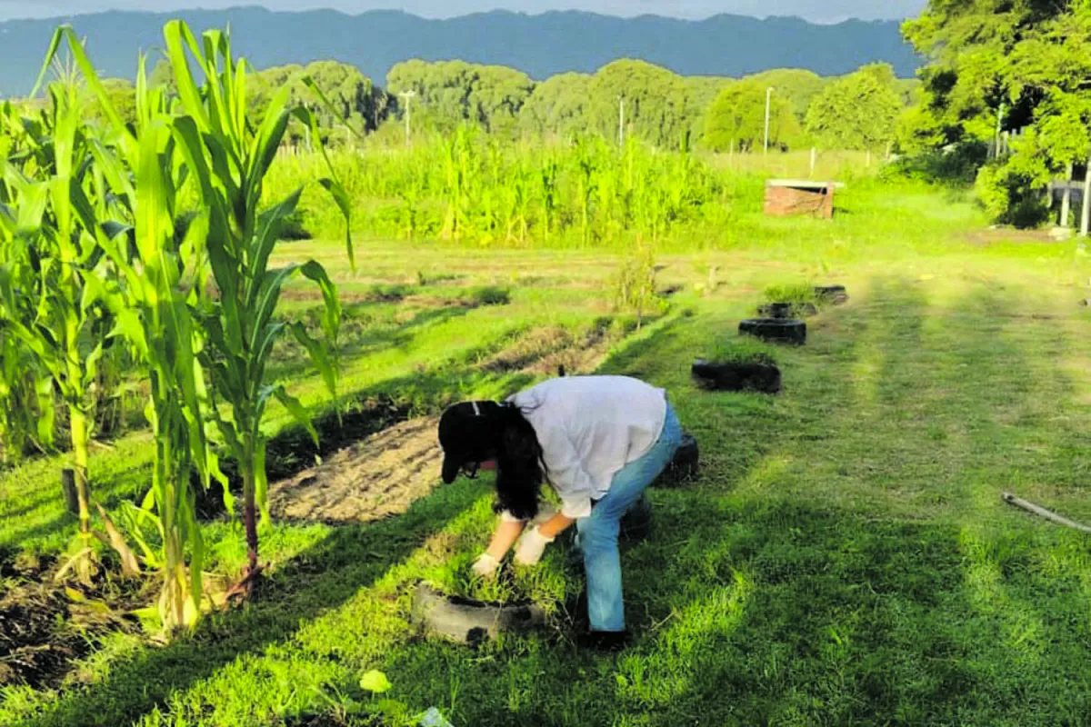 Huerta ecológica: se está realizando la cosecha
